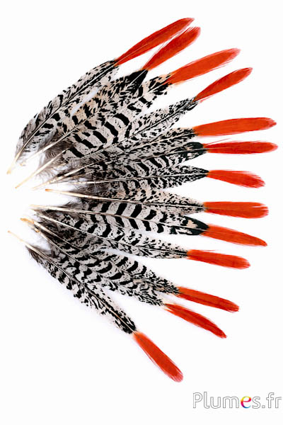Fasan Lady Armherst - 20-23 cm - rot-weiss-schwarz natur